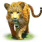 Illustration du cadeau TikTok LIVE Leopard